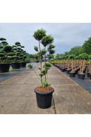 Ilex crenata Mutchagara C25 Lit. 100-120 cm Bonsai