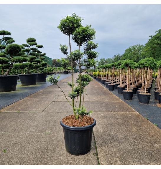 Ilex crenata Mutchagara C25 Lit. 100-120 cm Bonsai
