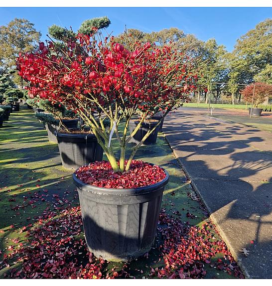 Euonymus alatus Compactus C130 Lit. 90-100 cm Dežnik