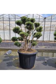 Pinus sylvestris Watereri C110 Lit. 100-110 cm Bonsai