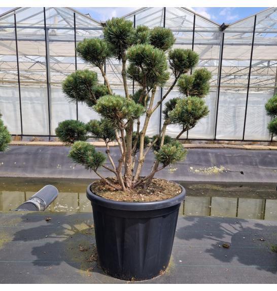 Pinus sylvestris Watereri C110 Lit. 100-110 cm Bonsai