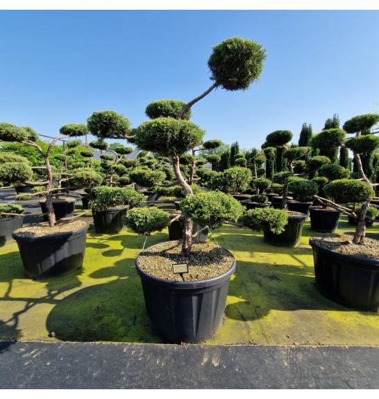 Juniperus virginia Grey Owl C230 Lit. 150/+ Bonsai