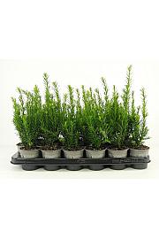 Taxus media Groenland Ø9