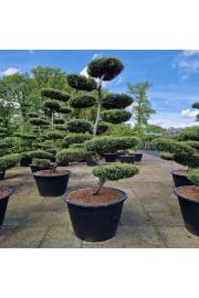 Juniperus media Hetzii C500 Lit. 200-225 cm Bonsai