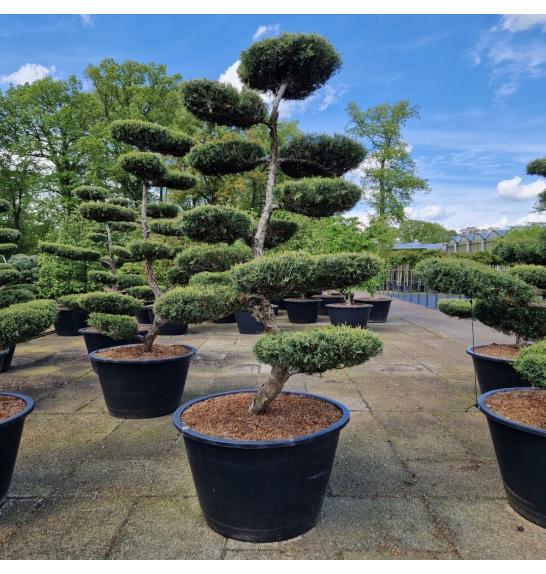 Juniperus media Hetzii C500 Lit. 200-225 cm Bonsai