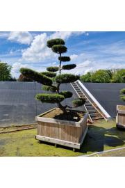 Juniperus media Hetzii v lesen koritu 110x110 225/+ cm Bonsai