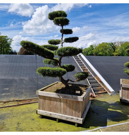 Juniperus media Hetzii v lesen koritu 110x110 225/+ cm Bonsai