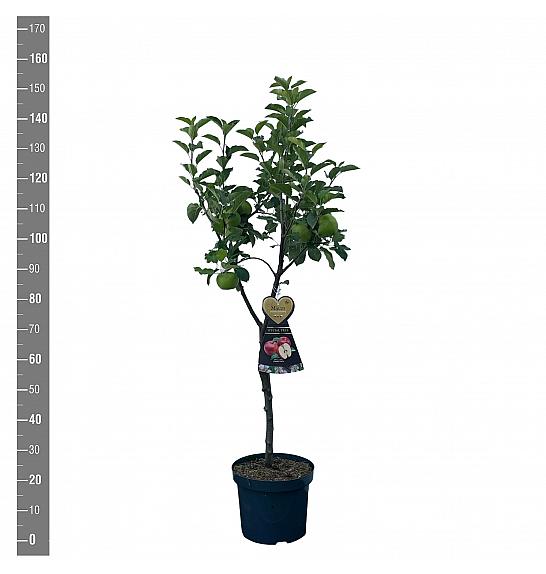 Malus domestica Discovery C7,5 Lit. 125-150 cm Na steblu 50 cm