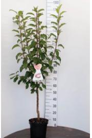 Malus domestica Discovery C7,5 Lit. 125-150 cm Na steblu 50 cm