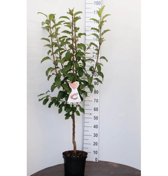 Malus domestica Discovery C7,5 Lit. 125-150 cm Na steblu 50 cm