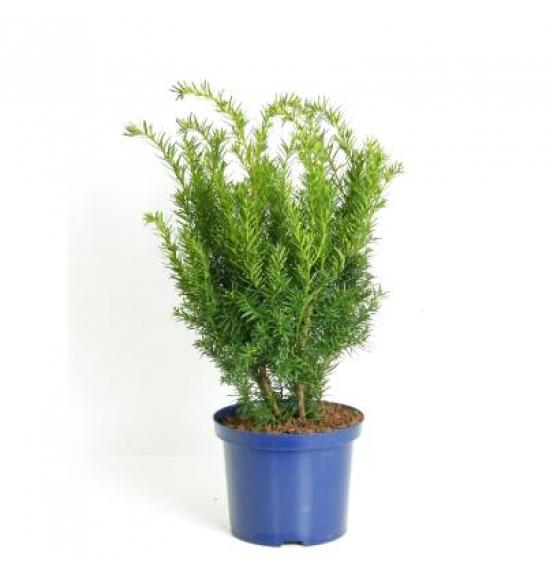 Taxus media Densiformis C5 Lit. 40-60 cm