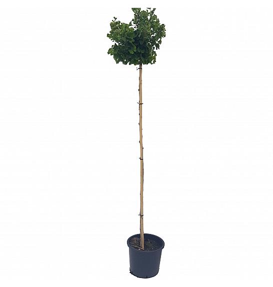 Ginkgo biloba Mariken C12 Lit. Na steblu 180 cm, 3 leta