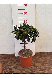 Citrus japonica Kumquat Ø17 Na steblu 20 cm