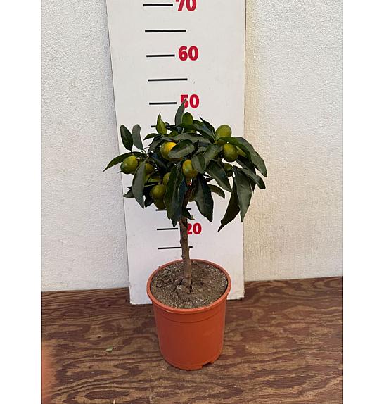 Citrus japonica Kumquat Ø17 Na steblu 20 cm