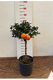 Citrus myrtifolia Chinotto Ø20 Na steblu 30 cm
