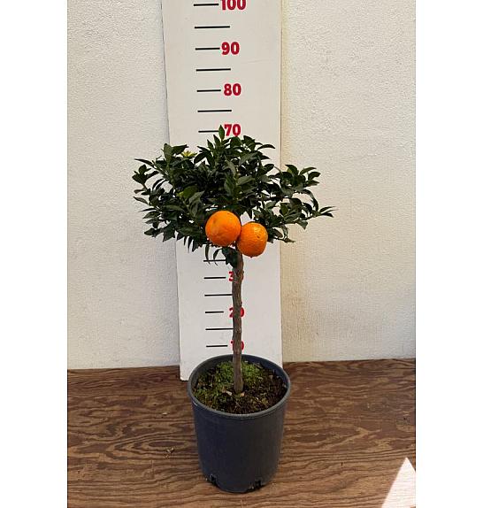 Citrus myrtifolia Chinotto Ø20 Na steblu 30 cm