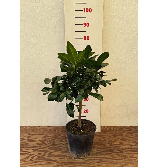 Citrus sinensis Limon Dolce Ø20 Na steblu 30 cm