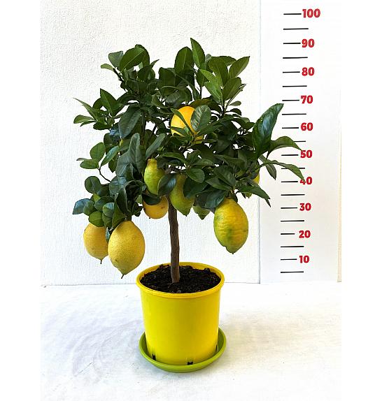Citrus sinensis Limon Lunario Ø20 Na steblu 30 cm