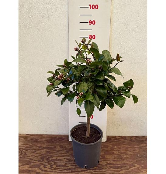 Citrus Meyeri Ø20 Na steblu 30 cm