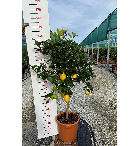 Citrus sinensis Limon Ø30 Na steblu 50 cm
