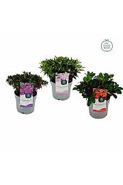 Hibridni rododendron Dwarf Mix C1,5 lit. 15-20 cm