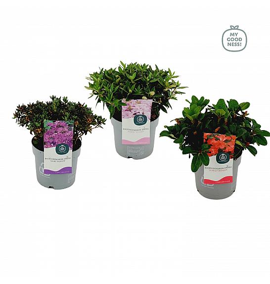 Rhododendron hybrid Dwarf Mix C1,5 Lit. 15-20 cm