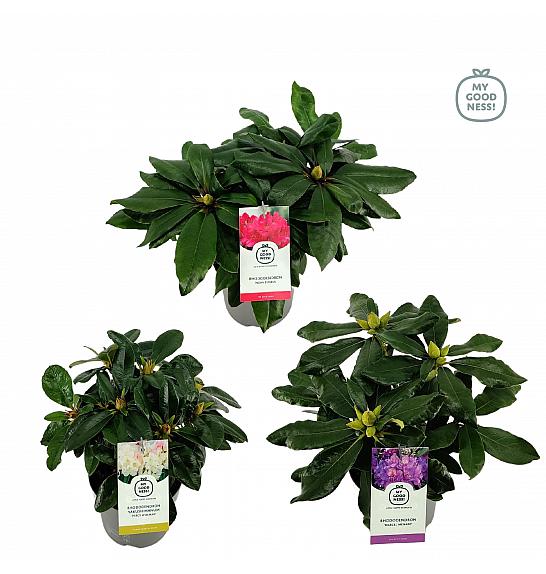 Rhododendron hybrid Mix C1,5 Lit. 15-20 cm