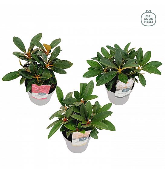 Rhododendron hybrid Yakushiman Mix C1,5 Lit. 15-20 cm