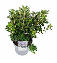 Hibridni rododendron Blue Diamond C4 Lit. 25-35 cm