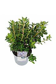 Hibridni rododendron Blue Diamond C4 Lit. 25-35 cm