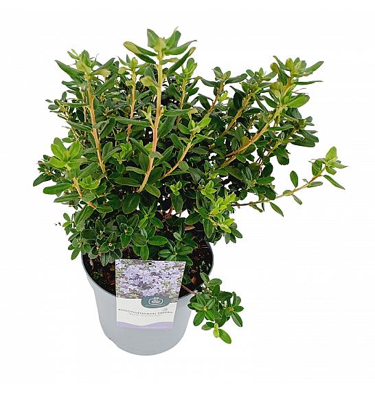 Hibridni rododendron Blue Diamond C4 Lit. 25-35 cm