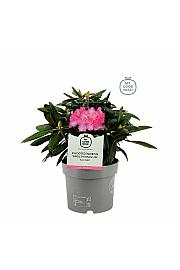 Rhododendron hybrid Kalinka C4 Lit. 25-35 cm