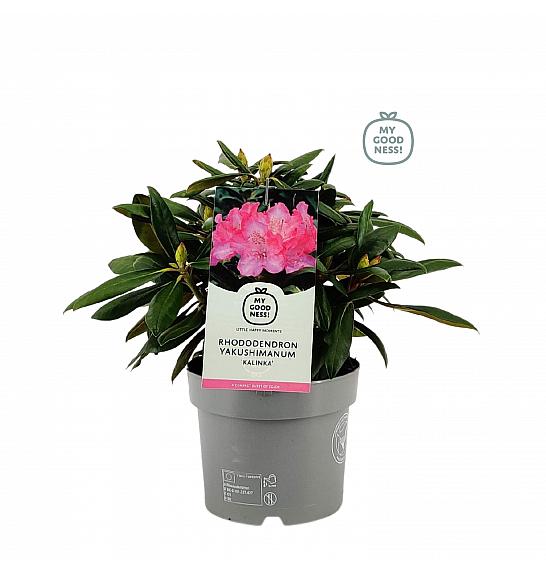 Rhododendron hybrid Kalinka C4 Lit. 30-40 cm