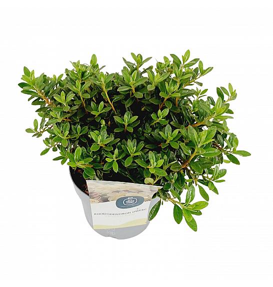 Rhododendron hybrid Princess Anne C4 Lit. 25-35 cm