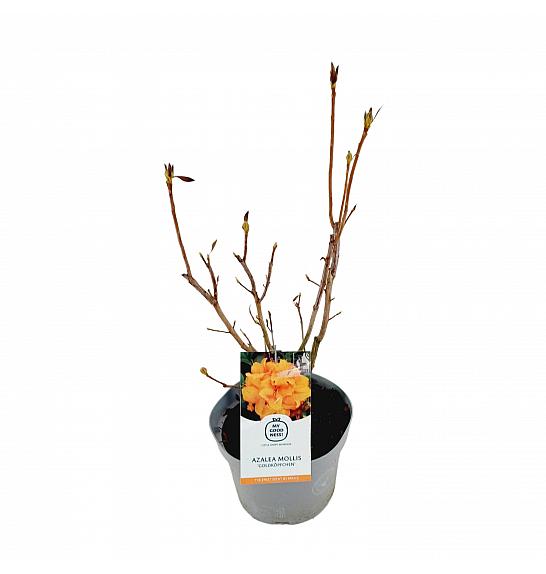 Azalea mollis Goldköpfchen C5 Lit. 40-50 cm