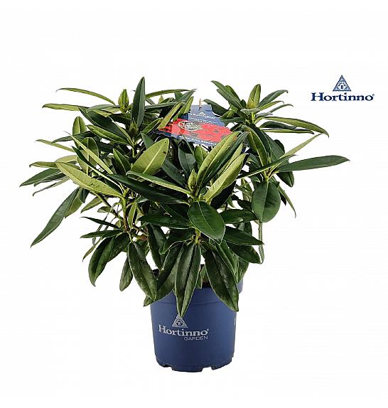 Rhododendron XXL Collection ® Red Dragon C5 Lit. 40-45 cm
