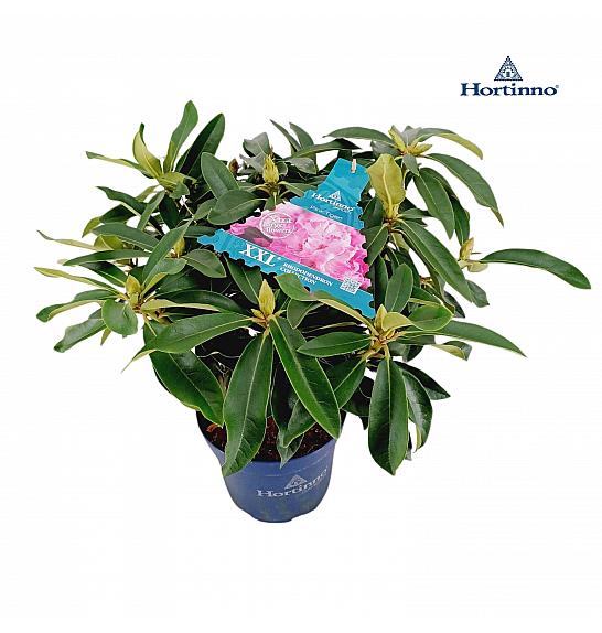 Rhododendron XXL Collection ® Pink Tiger C5 Lit. 40-45 cm