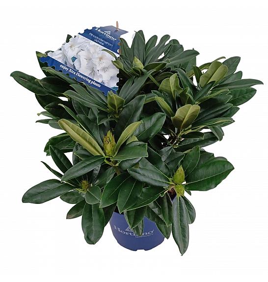 Rhododendron XXL Collection ® White Flamingo C5 Lit. 40-45 cm