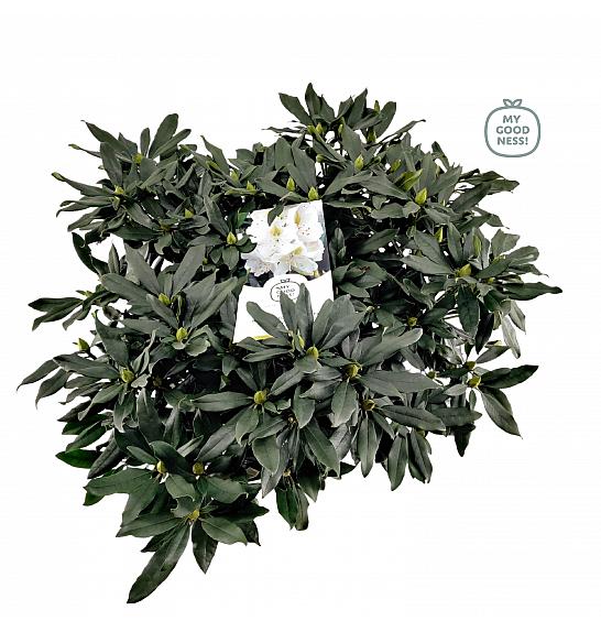 Rhododendron hybrid Madame Masson C15 Lit. 70-80 cm