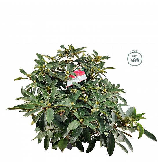 Rhododendron hybrid Marcel Menard C25 Lit. 100 cm