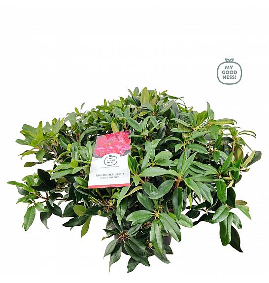 Rhododendron hybrid Marie Fortier C25 Lit. 100 cm