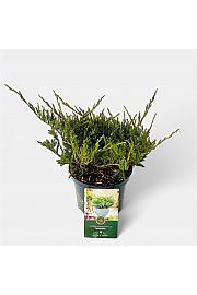 Juniperus horizontalis Agnieszka C2,5 Lit. 20-25 cm