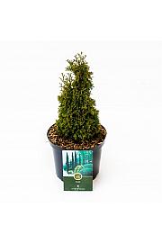Thuja occidentalis Max C2,5 Lit. 25-30 cm