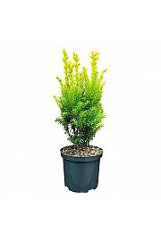 Taxus baccata Jaloko Sunrise GA C2,5 Lit. 25-30 cm