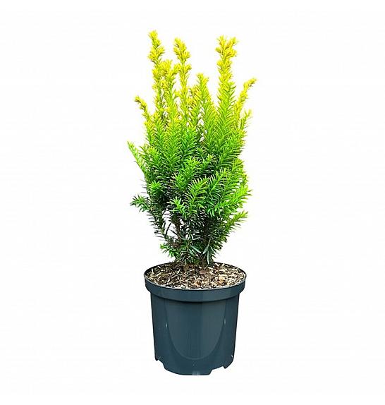 Taxus baccata Jaloko Sunrise GA C2,5 Lit. 25-30 cm