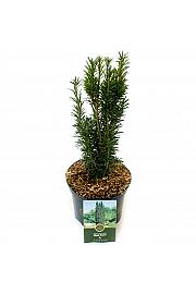 Taxus baccata Black Tower C2,5 Lit. 20-25 cm