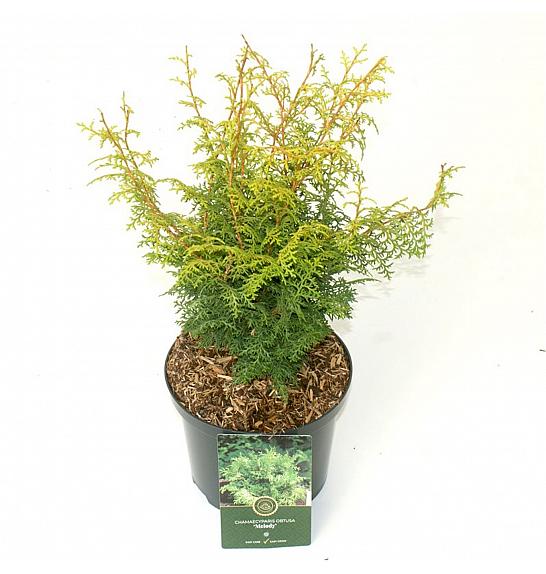 Chamaecyparis obtusa Lucas ᴾᴮᴿ C5 Lit. 25-30 cm