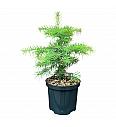 Abies concolor C2,5 Lit. 25-30 cm