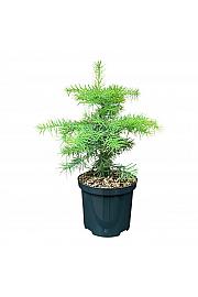 Abies concolor C2,5 Lit. 25-30 cm