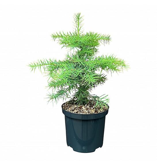 Abies concolor C2,5 Lit. 25-30 cm